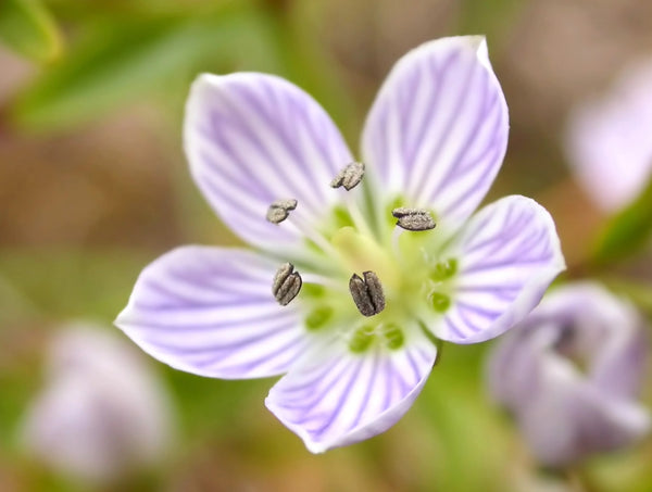 Extrait Swertia Japonica